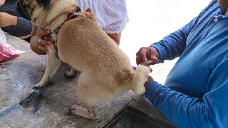 Hidalgo redobla esfuerzos para proteger a la población y a sus animales de compañía